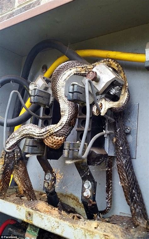 Workers shocked to find two dead snakes in electrical box